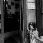 Цифровая мифология собачьей преданности литературный анализ